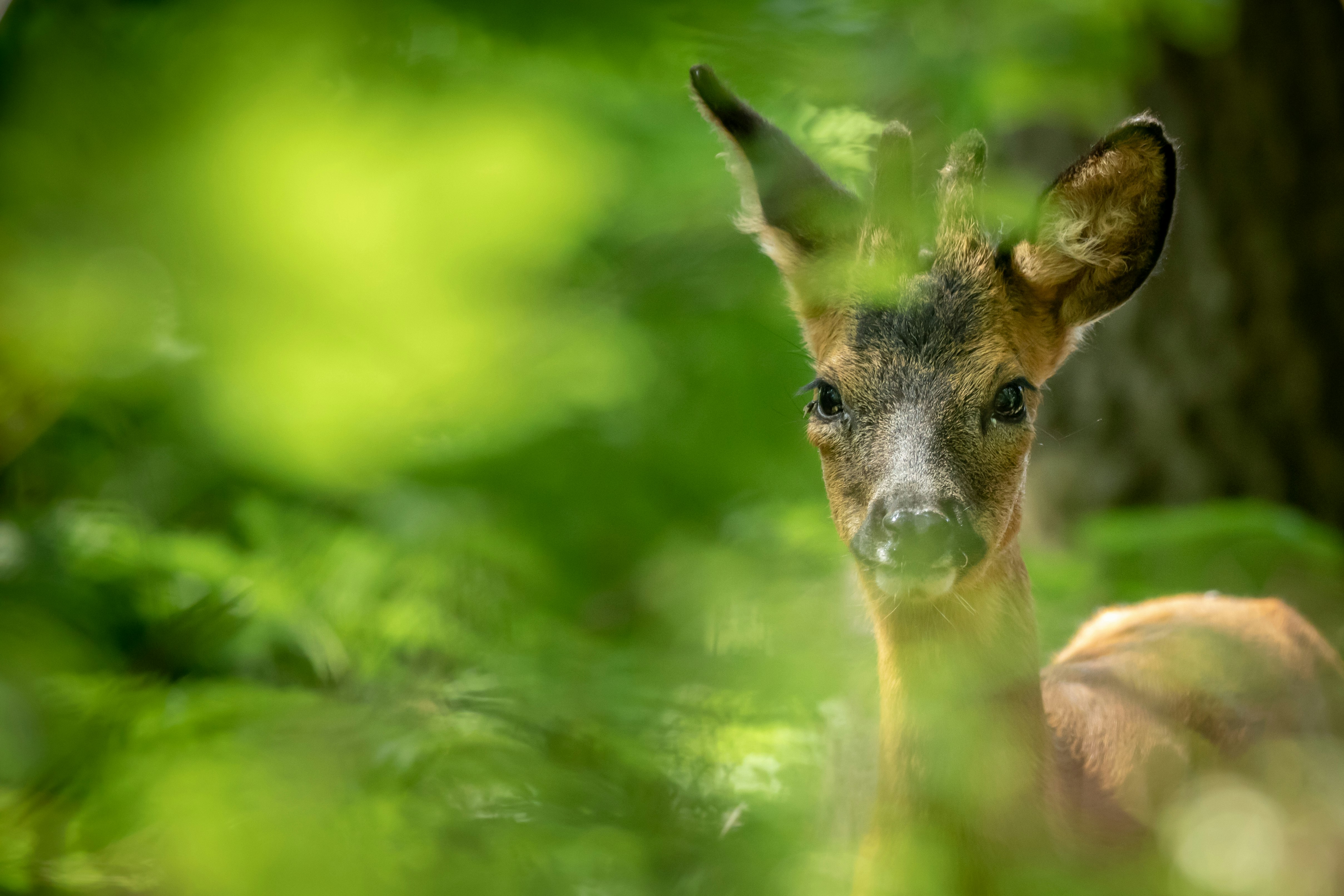 brown deer in green grass during daytime